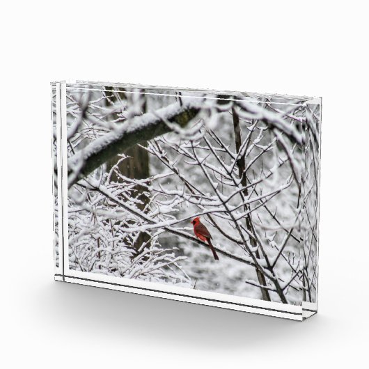 Kardinal in einem Schneebaum Fotoblock (Rechts)