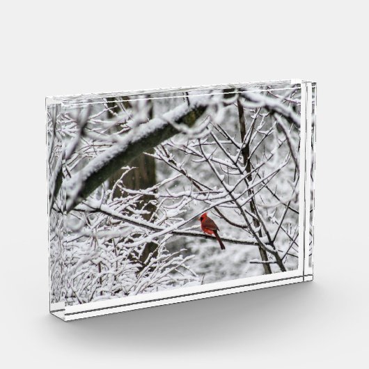 Kardinal in einem Schneebaum Fotoblock (Links)