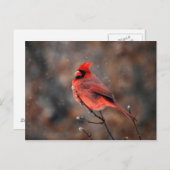 Kardinal in einem Schneesturm Postkarte (Vorne/Hinten)