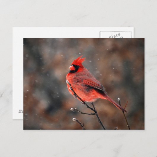 Kardinal in einem Schneesturm Postkarte (Vorne/Hinten)
