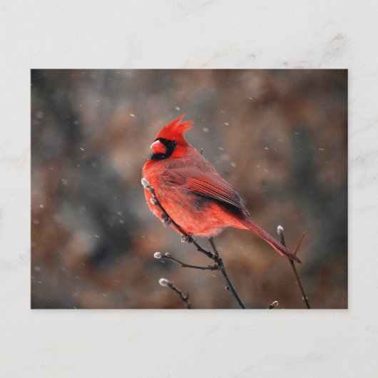 Kardinal in einem Schneesturm Postkarte (Vorderseite)