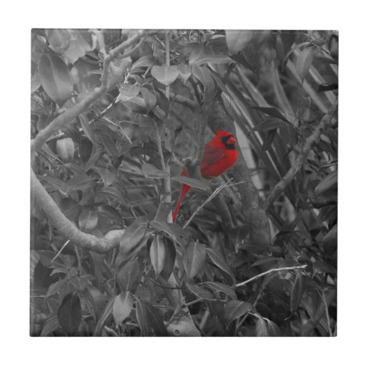 Kardinal in einer Baumfliese Fliese (Vorderseite)