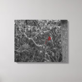 Kardinal in einer Baumgestreiften Leinwand (Vorderseite)