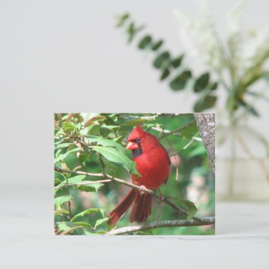 Kardinal in Holly Postcard Postkarte (Stehend Vorderseite)