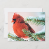 Kardinal in Schnee abgewischter Tanne Einladung (Vorderseite)