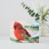Kardinal in Schnee abgewischter Tanne Einladung (Stehend Vorderseite)