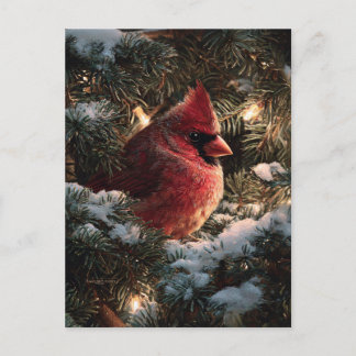 Kardinal in schneebedeckter Kiefer Postkarte