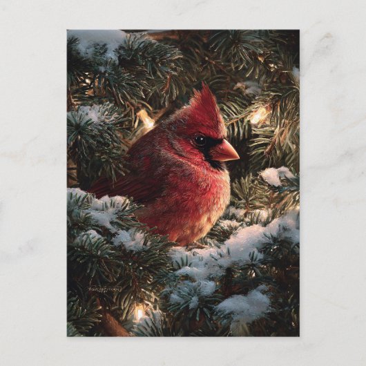 Kardinal in schneebedeckter Kiefer Postkarte (Vorderseite)