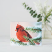 Kardinal in schneebedeckter Tanne Postkarte (Stehend Vorderseite)