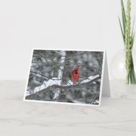 Kardinal in verschneiten Zweigen Karte
