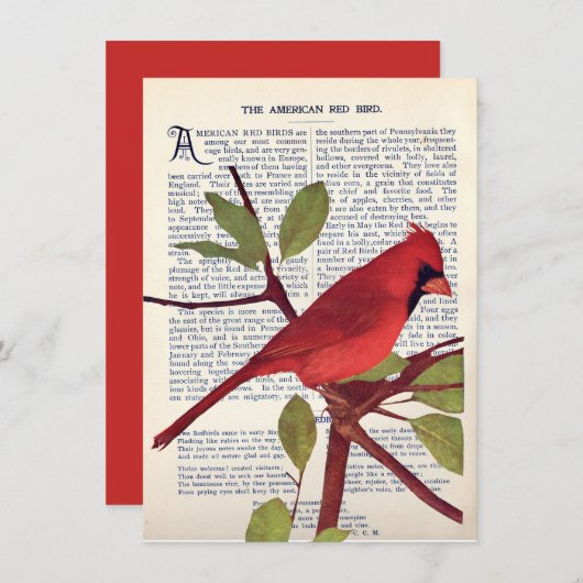 Kardinal Karte (Vorne/Hinten)