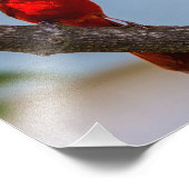 Kardinal Kodak Beruflich Paper 8 x 10 Fotodruck (Ecke)