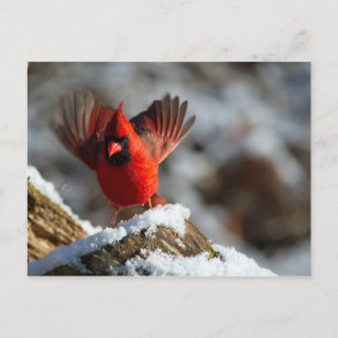 Kardinal Landing Snow Foto Postkarte