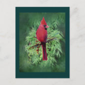 Kardinal Locarno Postkarte (Vorderseite)