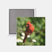 Kardinal Magnet (Vorderseite/Rückseite)