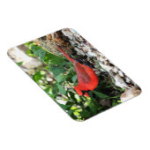 Kardinal Magnet (Rechte Seite)