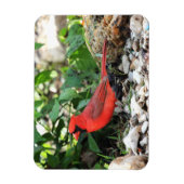 Kardinal Magnet (Vertikal)