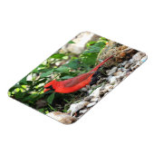 Kardinal Magnet (Linke Seite)