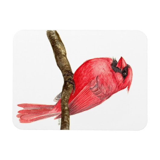 Kardinal Magnet (Horizontal)