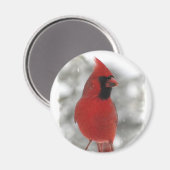 Kardinal Magnet (Vorderseite/Rückseite)