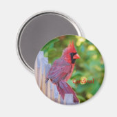 Kardinal Magnet (Vorderseite/Rückseite)