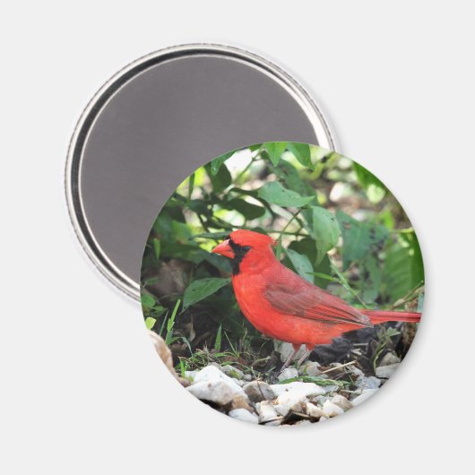 Kardinal Magnet (Vorderseite/Rückseite)