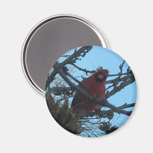 Kardinal Magnet (Vorderseite/Rückseite)