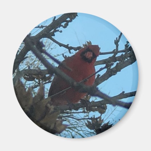 Kardinal Magnet (Vorne)