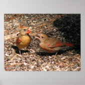 Kardinal Mama & Baby Poster (Vorne)