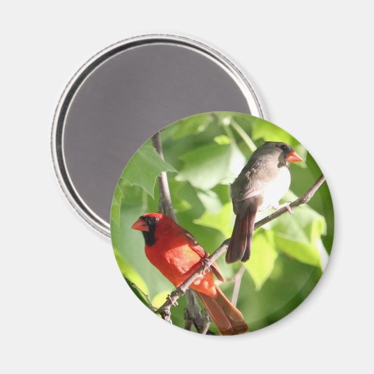 Kardinal Mates Magnet (Vorderseite/Rückseite)