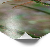 Kardinal Meadowhawawk Dragonfly drucken Fotodruck (Ecke)