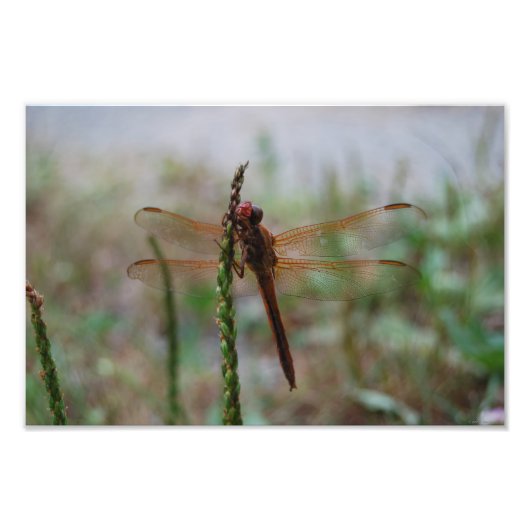 Kardinal Meadowhawawk Dragonfly drucken Fotodruck (Vorne)