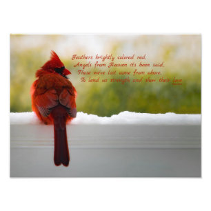 Kardinal mit Besucher vom Himmelsgedicht 16x12 Fotodruck