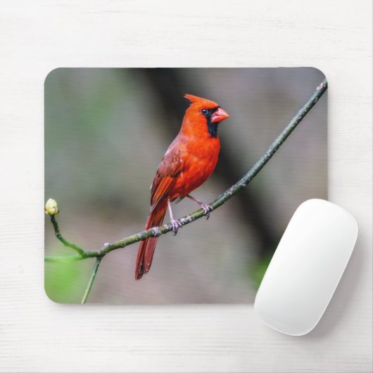 Kardinal Mousepad (Mit Mouse)