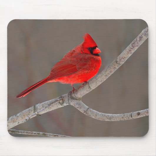 Kardinal Mousepad (Vorne)