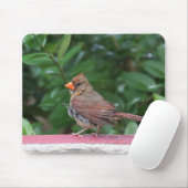 Kardinal Mousepad (Mit Mouse)