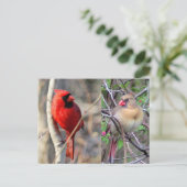 Kardinal Nature Postcard Postkarte (Stehend Vorderseite)
