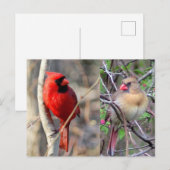 Kardinal Nature Postcard Postkarte (Vorne/Hinten)