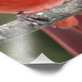 Kardinal Nordlichtbild Fotodruck (Ecke)