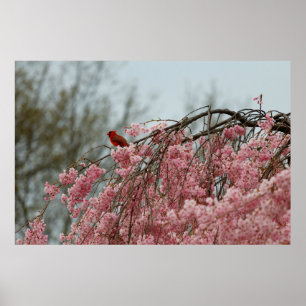 Kardinal oben auf einem weinenden Kirschbaum Poster