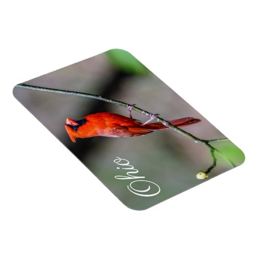 Kardinal Ohio Magnet (Rechte Seite)