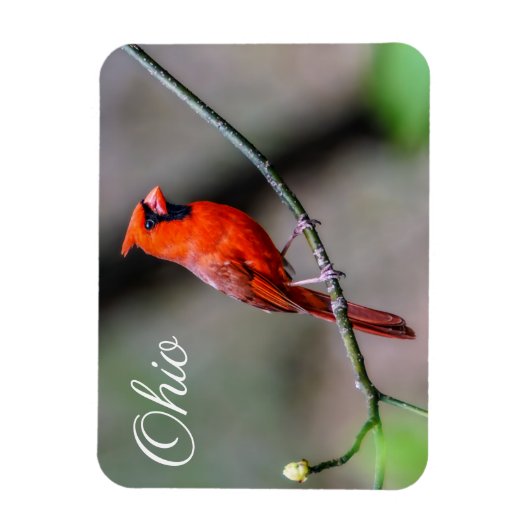 Kardinal Ohio Magnet (Vertikal)