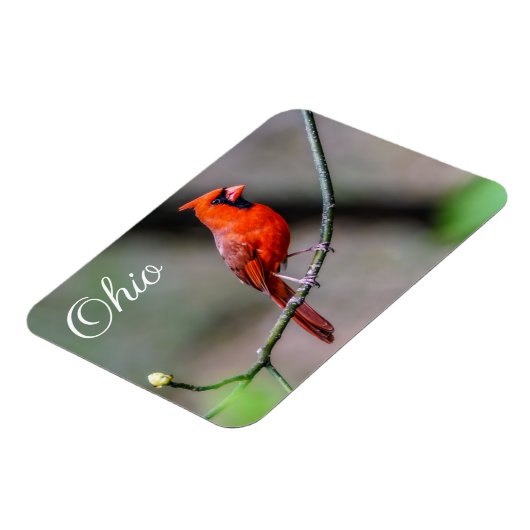 Kardinal Ohio Magnet (Linke Seite)