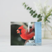 Kardinal on Ice - Bird Postkarte (Stehend Vorderseite)