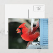 Kardinal on Ice - Bird Postkarte (Vorne/Hinten)