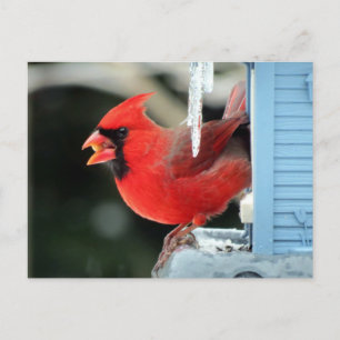 Kardinal on Ice - Bird Postkarte