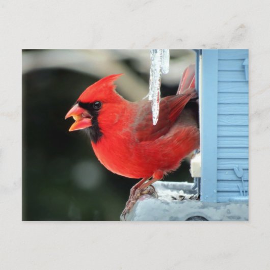 Kardinal on Ice - Bird Postkarte (Vorderseite)
