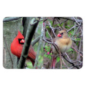 Kardinal Pair Flexble Magnet (Horizontal)