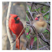 Kardinal Pair Keramik Tile Fliese (Vorderseite)