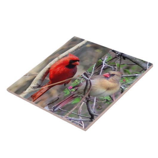 Kardinal Pair Keramik Tile Fliese (Seite)